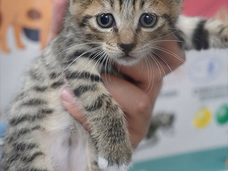 Tabby young mixed-breed cat, Small, shelter no. …0811