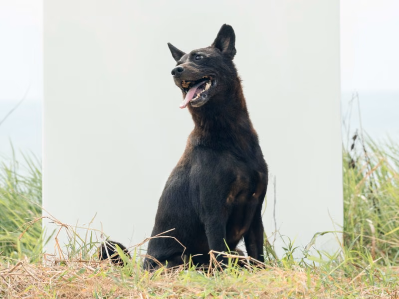 Black adult female mixed-breed dog, Medium, shelter no. …5001