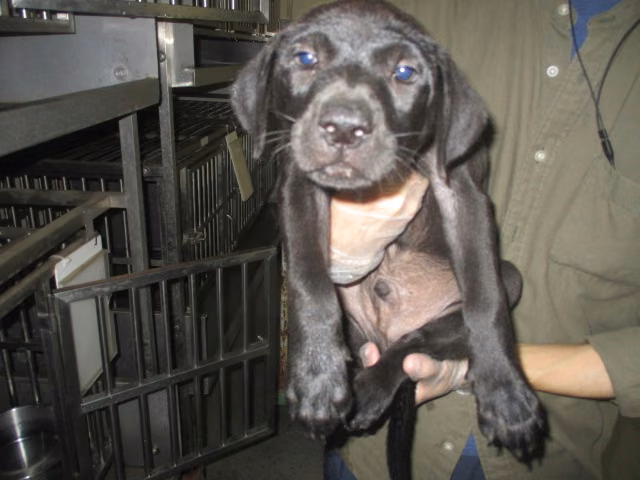 Black young male mixed-breed dog, Small, shelter no. …6002