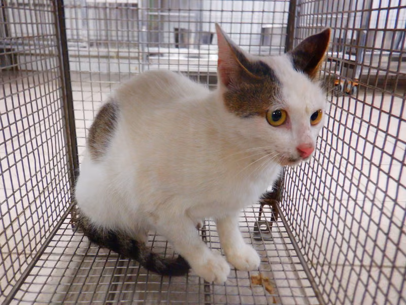 Tabby-and-white adult female mixed-breed cat, Small, shelter no. …13C7