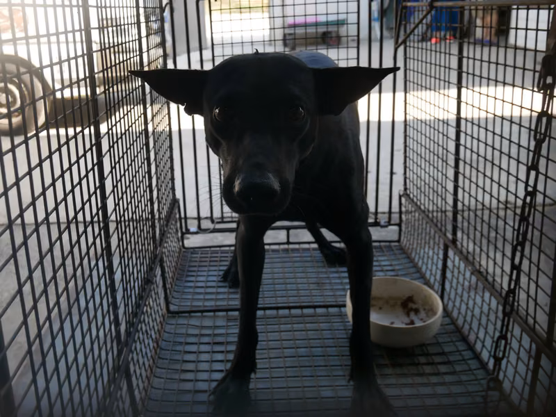 Black adult male mixed-breed dog, Medium, shelter no. …1-13