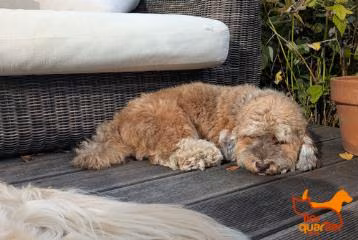 Male Havanese, shelter no. …4363