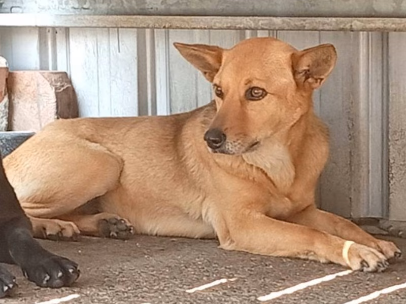 Tan adult female mixed-breed dog, Large, shelter no. …057D
