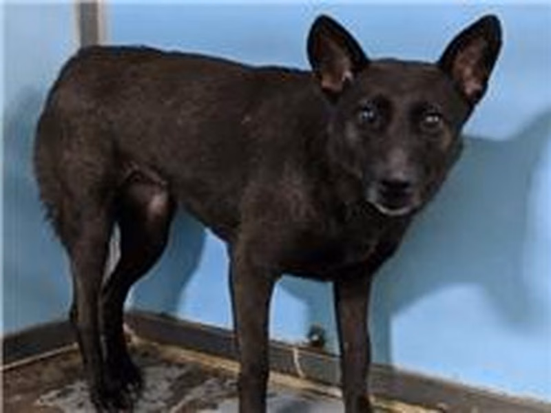 Black adult female mixed-breed dog, Medium, shelter no. …0503