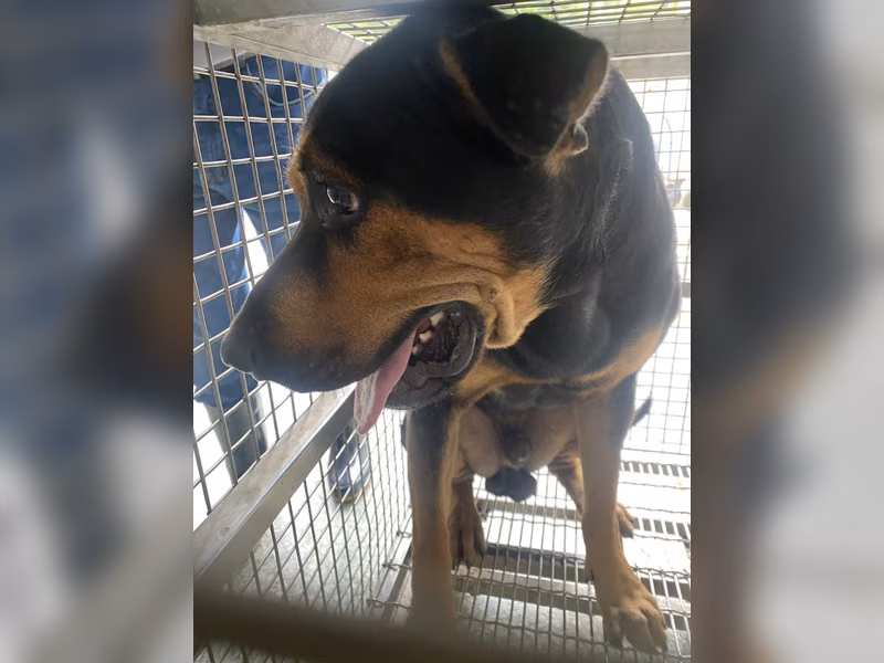 Black-and-tan adult male mixed-breed dog, Large, shelter no. …0-02