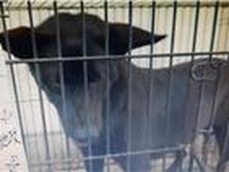 Black female mixed-breed dog, Large, shelter no. …081D