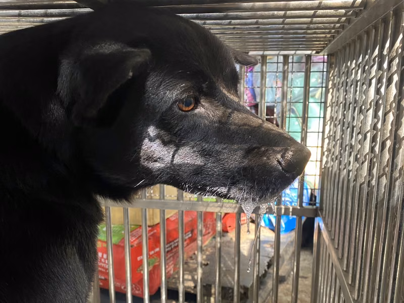 Black adult male mixed-breed dog, Medium, shelter no. …13-A