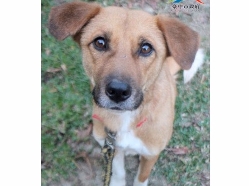 Tan-and-white adult female mixed-breed dog, Large, shelter no. …6001