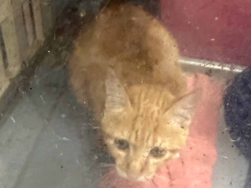 Orange young female mixed-breed cat, Small, shelter no. …7006