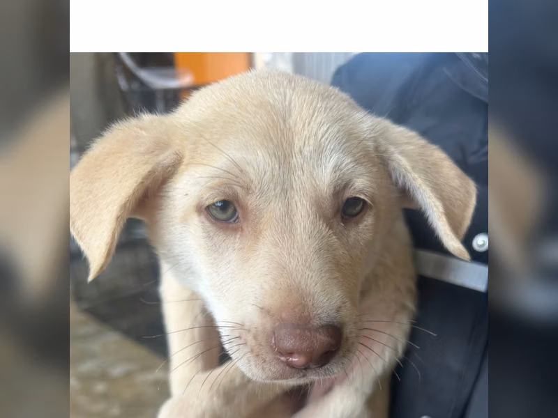 Chien croisé mâle adulte (blanc), Grand, refuge n° …3011