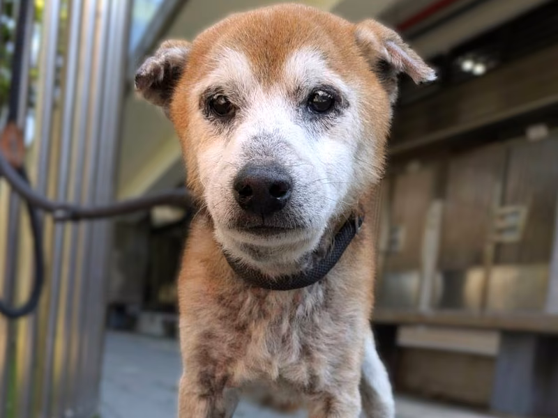 Tan-and-white adult male Shiba Inu, Medium, shelter no. …2004