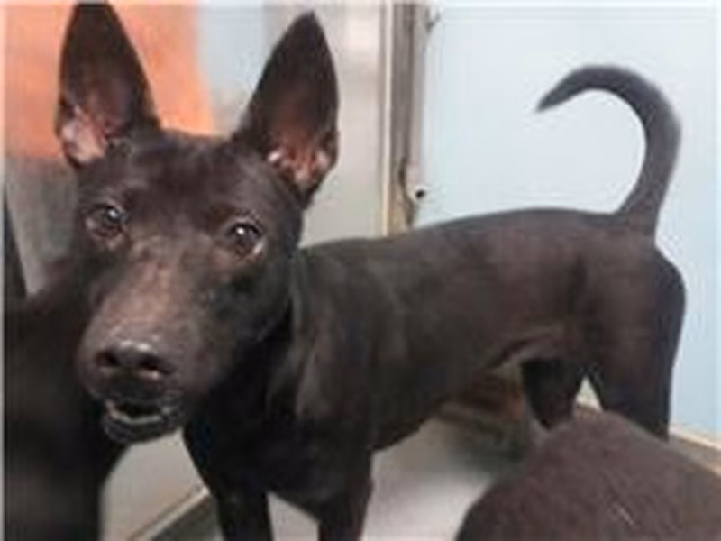 Black adult female mixed-breed dog, Medium, shelter no. …0302