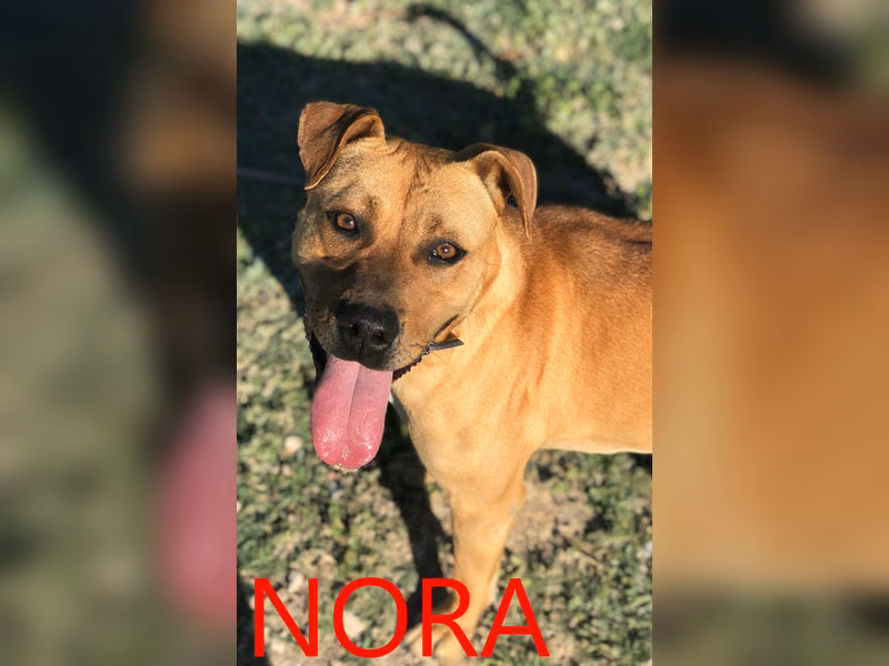 Nora, Senior · Female · Medium · Mixed breed