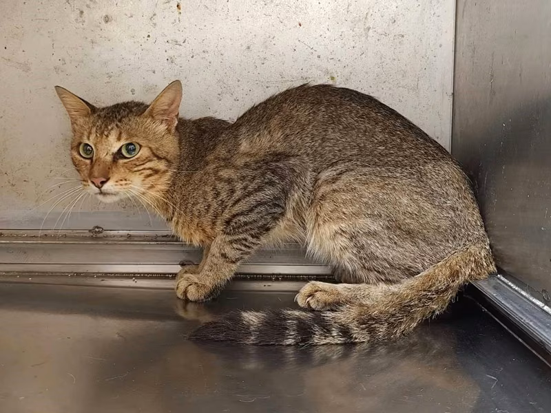 Tabby adult male mixed-breed cat, Large, shelter no. …1802