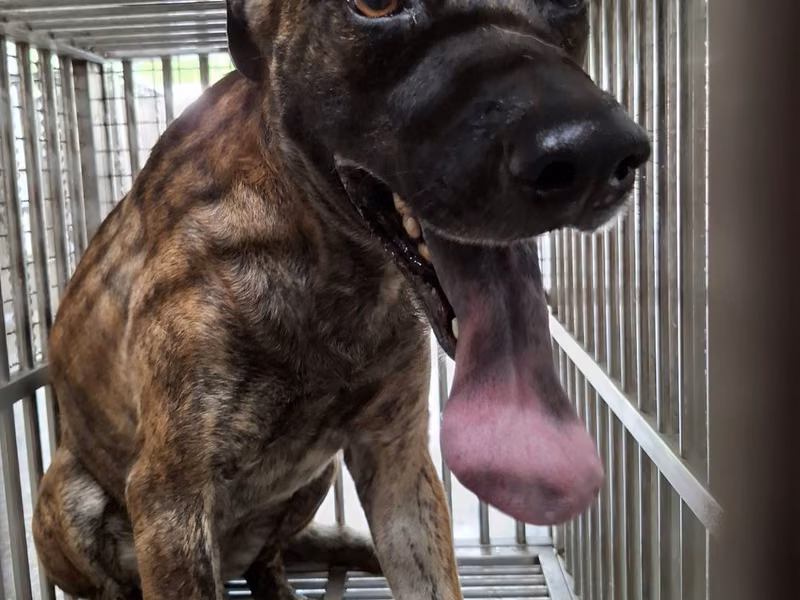 Tabby adult male mixed-breed dog, Medium, shelter no. …6-06