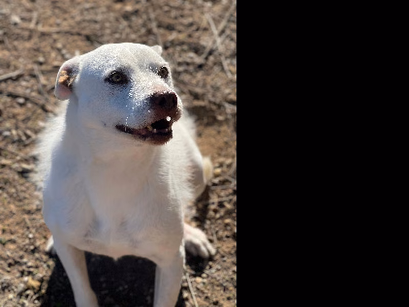 Carol, Senior · Female · Medium · Mixed breed