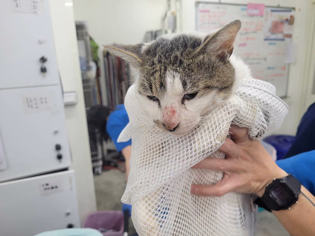 Tabby-and-white adult male mixed-breed cat, Medium, shelter no. …1704