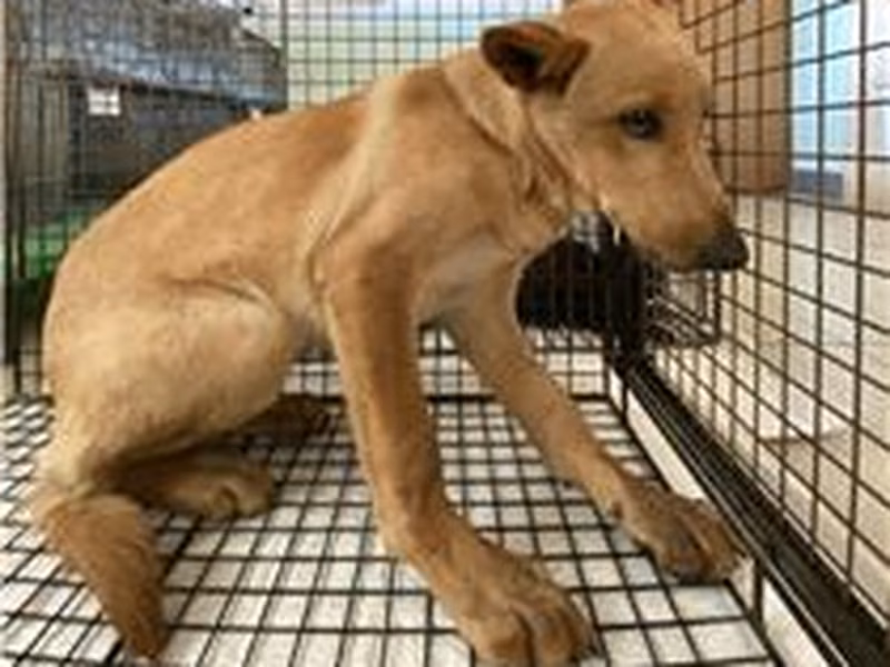 Tan adult male mixed-breed dog, Medium, shelter no. …9D01