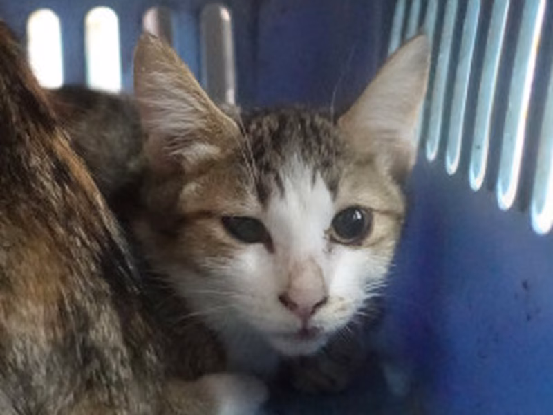 Tabby-and-white young mixed-breed cat, Medium, shelter no. …0586