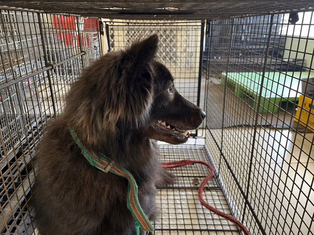 Black adult female mixed-breed dog, Medium, shelter no. …6D01