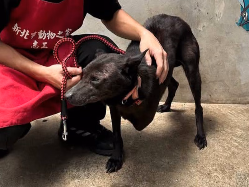 Black adult female mixed-breed dog, Small, shelter no. …9001