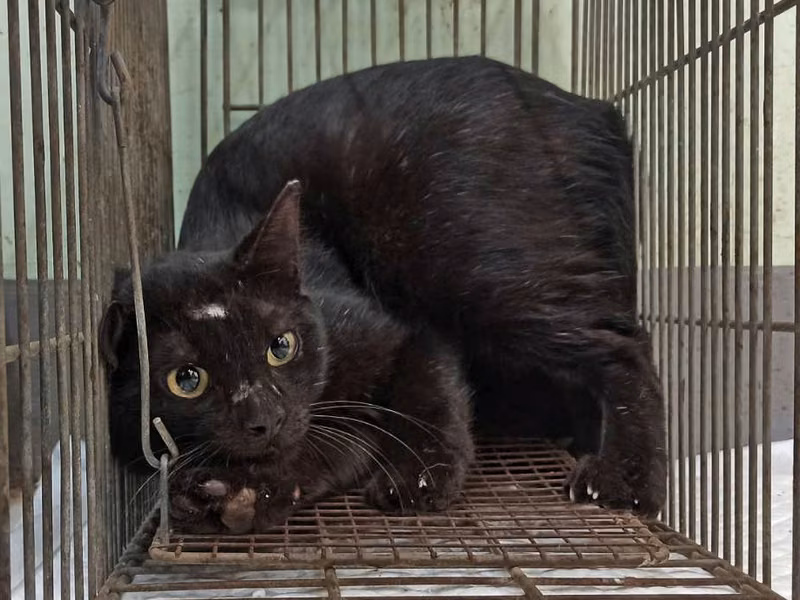 Black adult male mixed-breed cat, Small, shelter no. …1C01