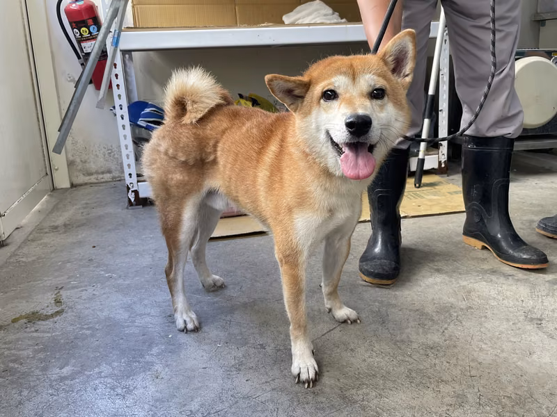 Tan adult male Shiba Inu, Medium, shelter no. …1104