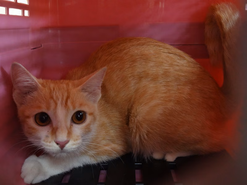 Orange-and-white adult male mixed-breed cat, Medium, shelter no. …2-02
