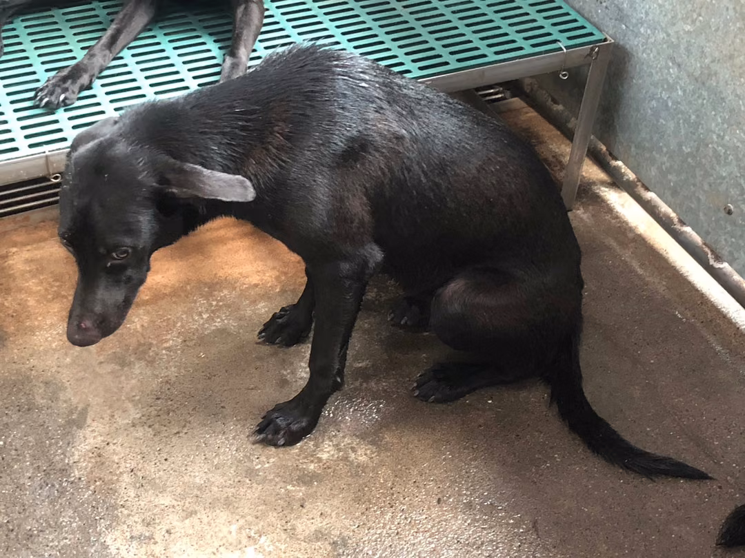 Black adult female mixed-breed dog, Medium, shelter no. …8002