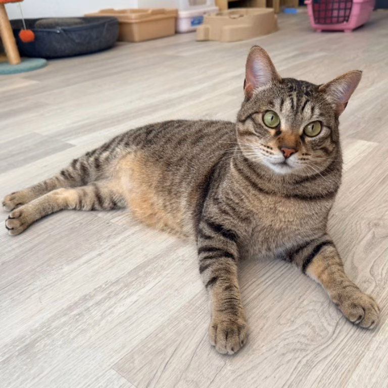 Tabby adult male mixed-breed cat, Small, shelter no. …6004