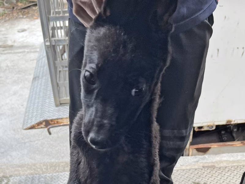 Black young male mixed-breed dog, Small, shelter no. …6007
