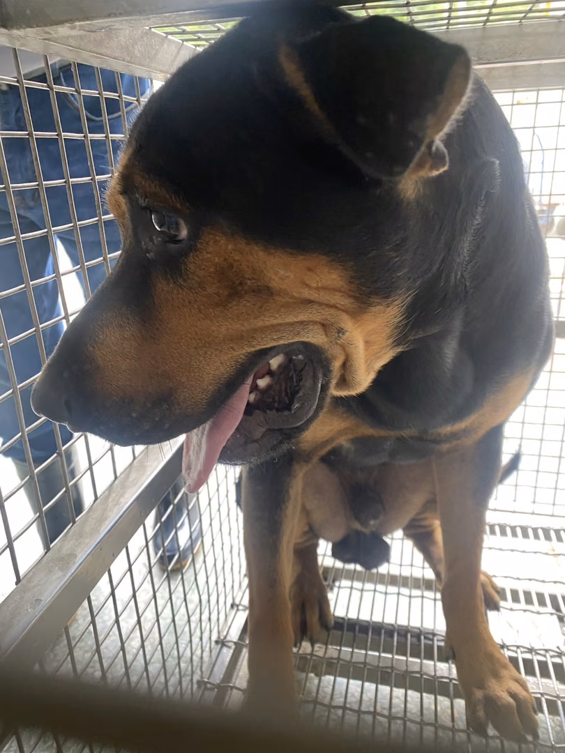 Black-and-tan adult male mixed-breed dog, Large, shelter no. …0-02