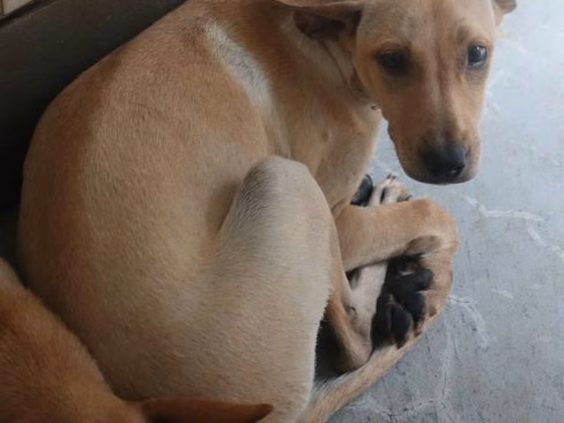 Tan adult female mixed-breed dog, Medium, shelter no. …1368