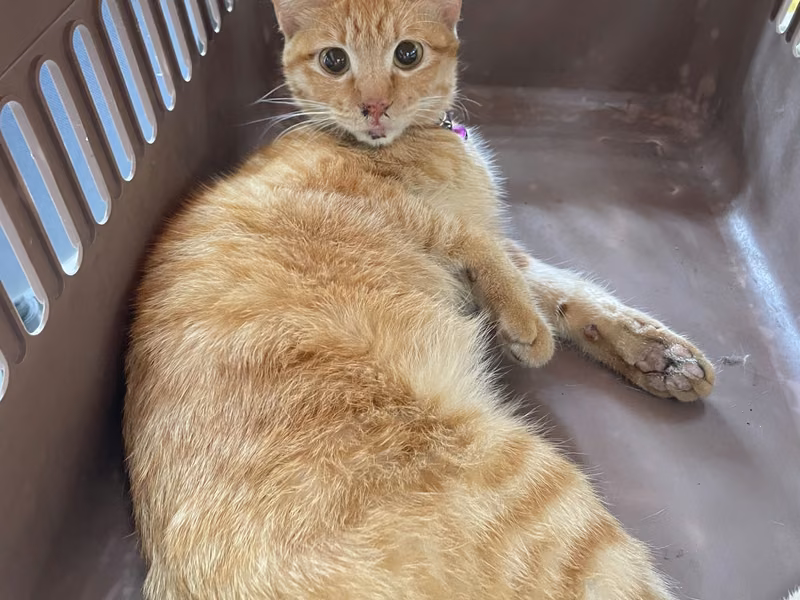 Orange tabby adult female mixed-breed cat, Small, shelter no. …0003