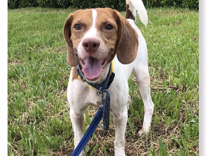 Brown-and-white adult female mixed-breed dog, Medium, shelter no. …0302
