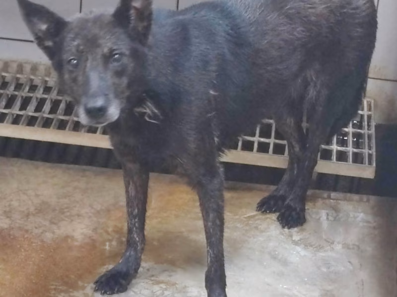 Black tabby adult female mixed-breed dog, Medium, shelter no. …2106