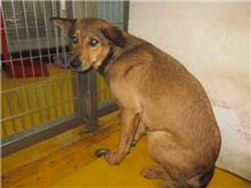Tan adult female mixed-breed dog, Medium, shelter no. …5004