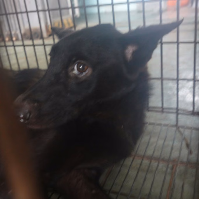 Black adult female mixed-breed dog, Medium, shelter no. …5-07