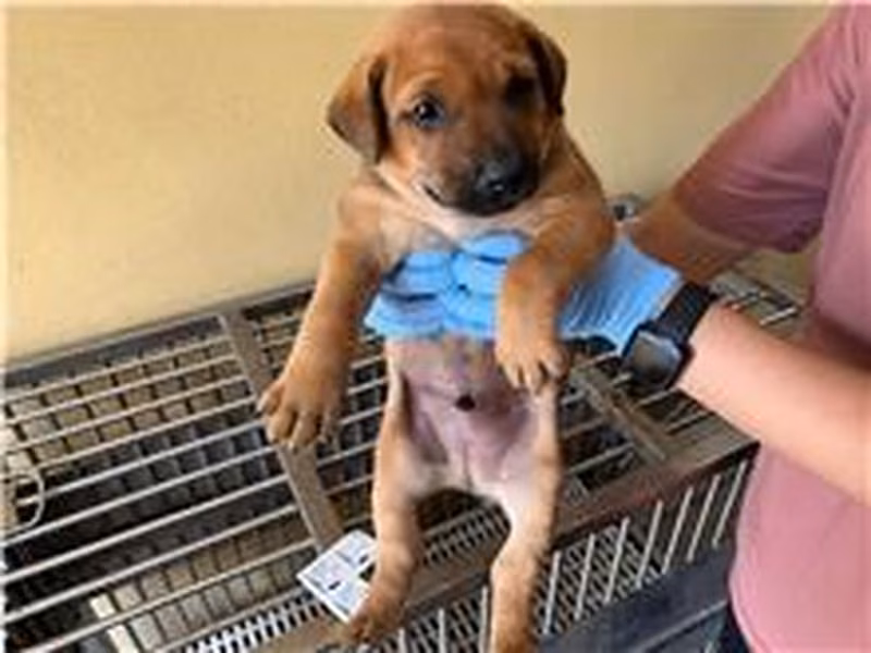 Tan young male mixed-breed dog, Small, shelter no. …0012