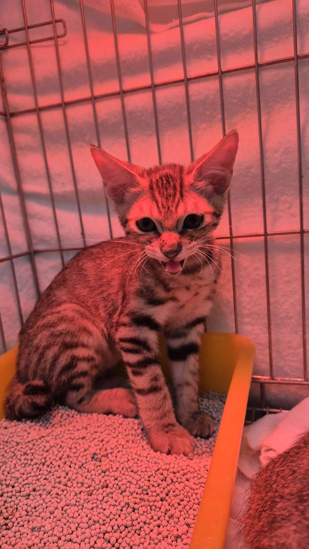Tabby young male mixed-breed cat, Small, shelter no. …3001