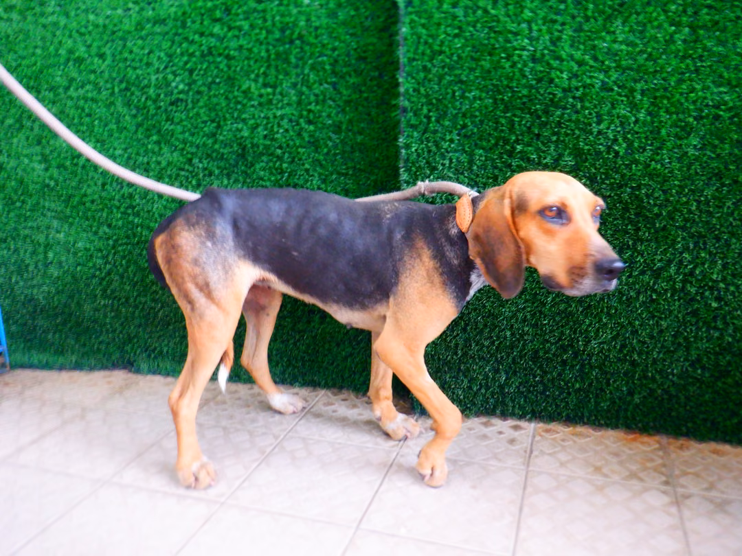 Black-and-tan adult female beagle, Medium, shelter no. …2092