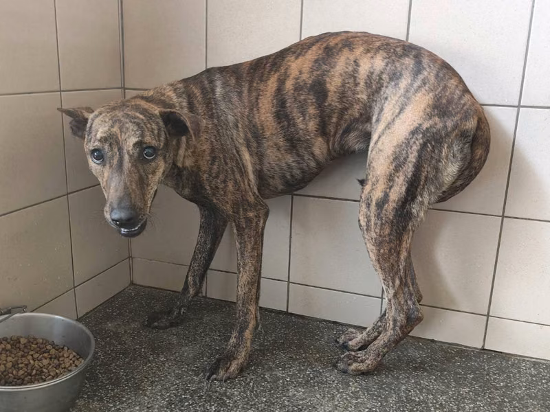 Tabby adult female mixed-breed dog, Large, shelter no. …1202