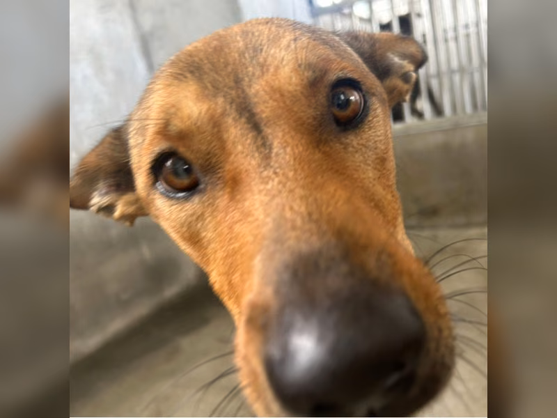 Tan adult male mixed-breed dog, Large, shelter no. …4015