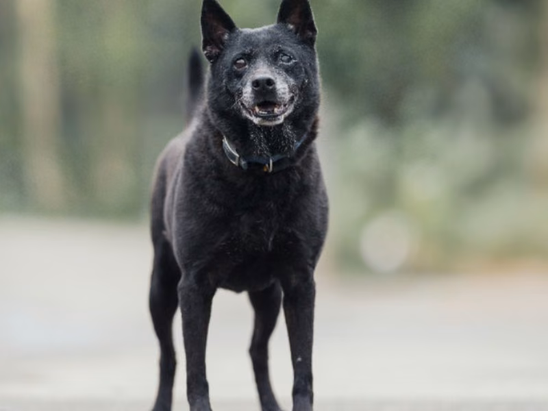 Black adult female mixed-breed dog, Medium, shelter no. …3003