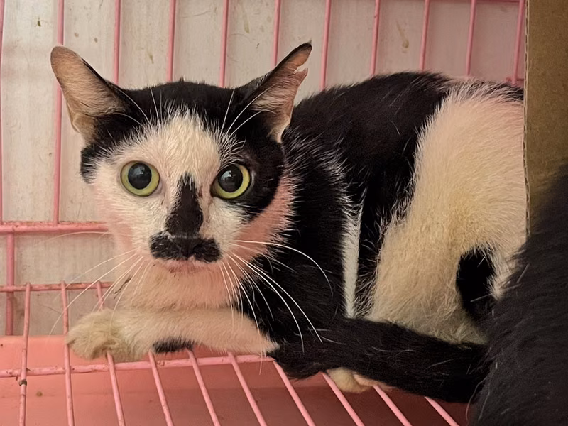 Black-and-white adult female mixed-breed cat, Medium, shelter no. …2806