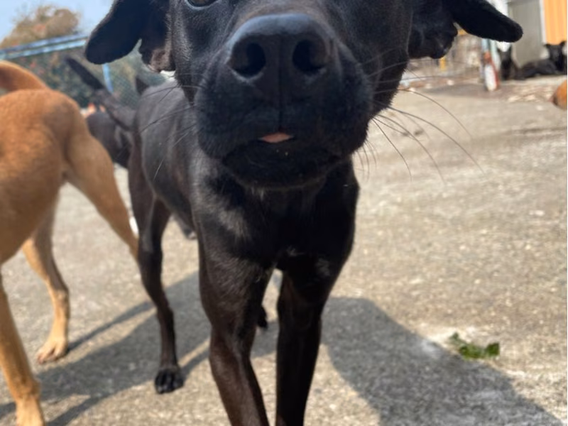 Black adult male mixed-breed dog, Medium, shelter no. …0005