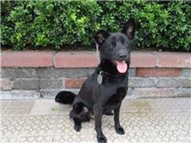 Black adult female mixed-breed dog, Medium, shelter no. …4024