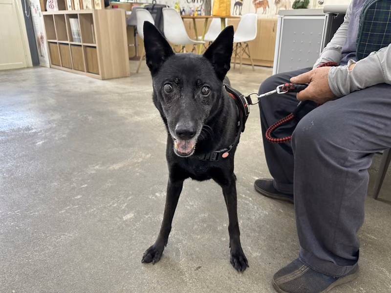 Black adult male mixed-breed dog, Medium, shelter no. …0603