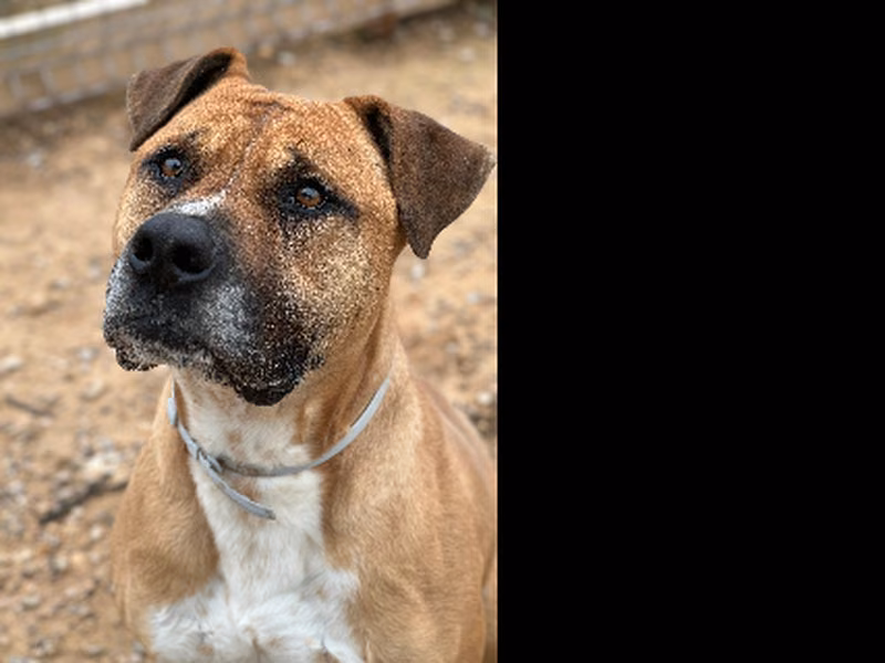 Gordo, Adulto · Macho · Mediano · american staffordshire terrier