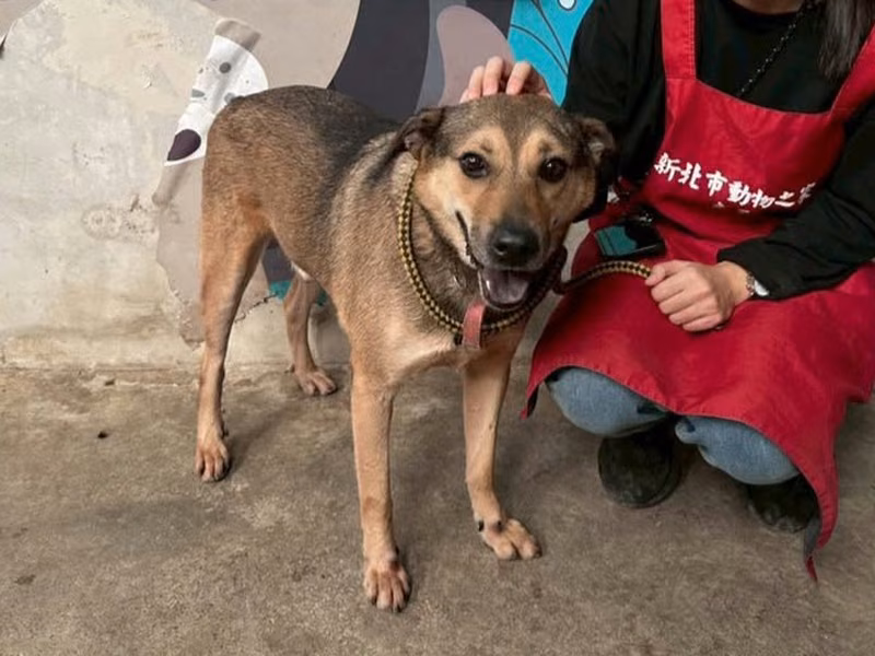 Black-and-tan adult male mixed-breed dog, Medium, shelter no. …6002